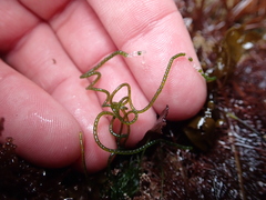 Chaetomorpha spiralis