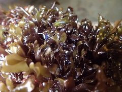 Mazzaella affinis