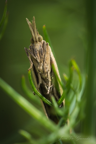 Ematheudes punctella