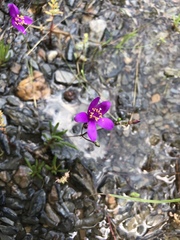 Phemeranthus calycinus