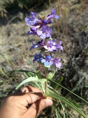 Penstemon acuminatus