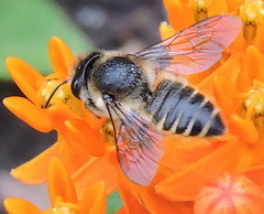 Megachile