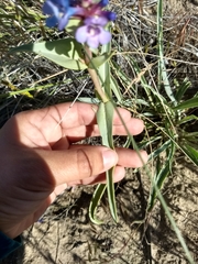 Penstemon acuminatus