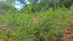 Indigofera subulata