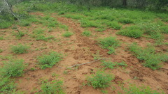 Indigofera subulata