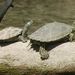 Cagle's Map Turtle - Photo (c) Lee Elliott, some rights reserved (CC BY-NC-SA), uploaded by Lee Elliott