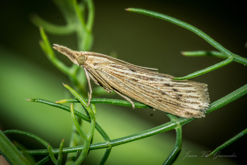 Ematheudes punctellus Treitschke, 1833