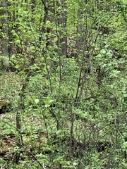Geothlypis trichas