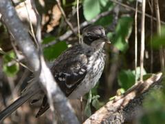 Mimus parvulus parvulus