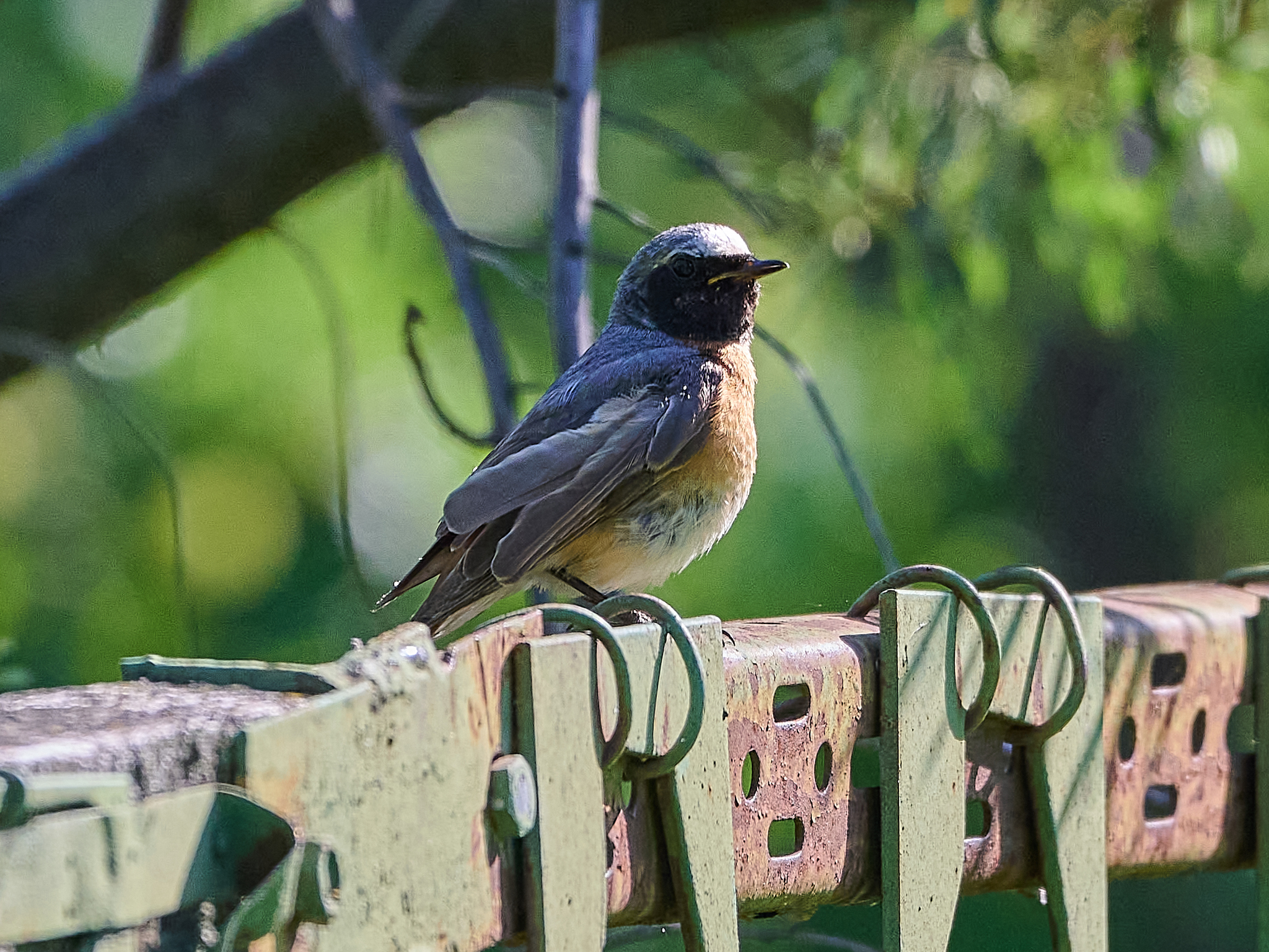 Common Redstart