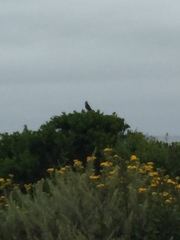 Zonotrichia leucophrys