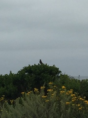 Zonotrichia leucophrys