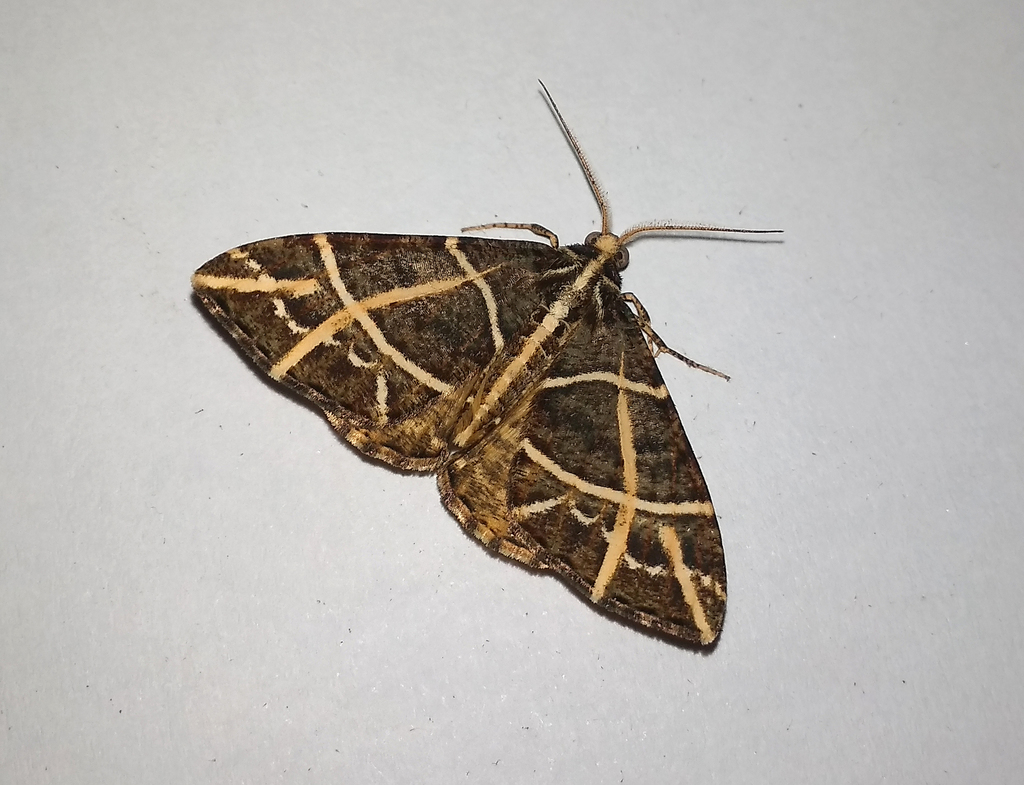 Arichanna transfasciata