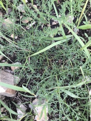 Lomatium foeniculaceum