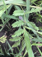 Mimosa quadrivalvis occidentalis