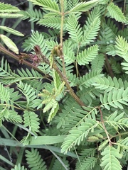 Mimosa quadrivalvis occidentalis