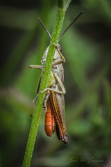 Omocestus