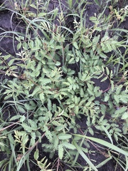 Mimosa quadrivalvis occidentalis