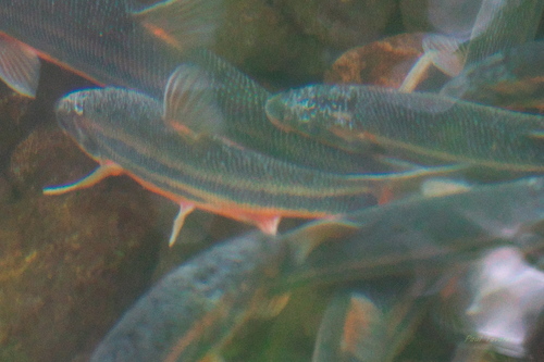 Japanese Dace