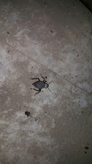 Trachyderma philistina