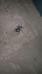 Trachyderma philistina