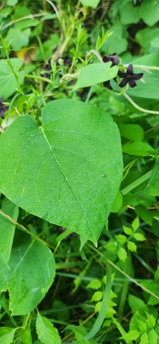 Image of Matelea carolinensis by (c) Antonia Bookbinder, some rights reserved (CC BY-SA)