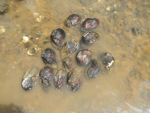Quadrula verrucosa