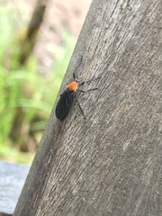 Plecia americana