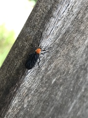Plecia americana