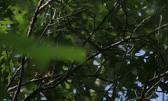 Vireo olivaceus