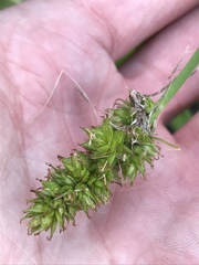 Carex gravida