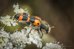 Trichodes leucopsideus