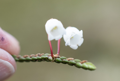 Cassiope lycopodioides iNat (3)