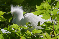 Egretta thula
