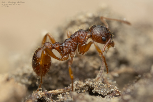 Woodland Red Ant, photo 3 of 10