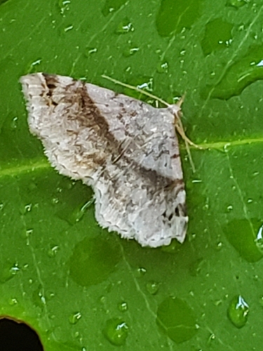Six-spotted Gray photo 4
