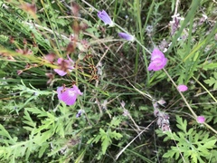 Sidalcea sparsifolia