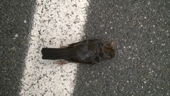 Turdus merula