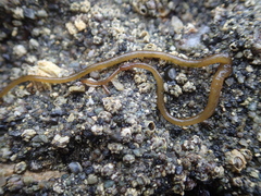 Nemalion elminthoides