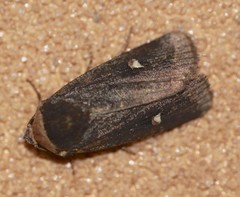 Proteuxoa testaceicollis