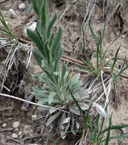 Image of Boechera collinsii by (c) Colin Croft, some rights reserved (CC BY)