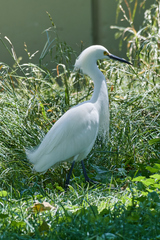 Egretta thula
