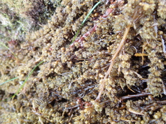 Sargassum agardhianum