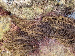 Sargassum agardhianum