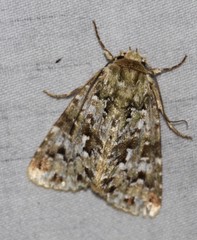 Thalatha bryochlora