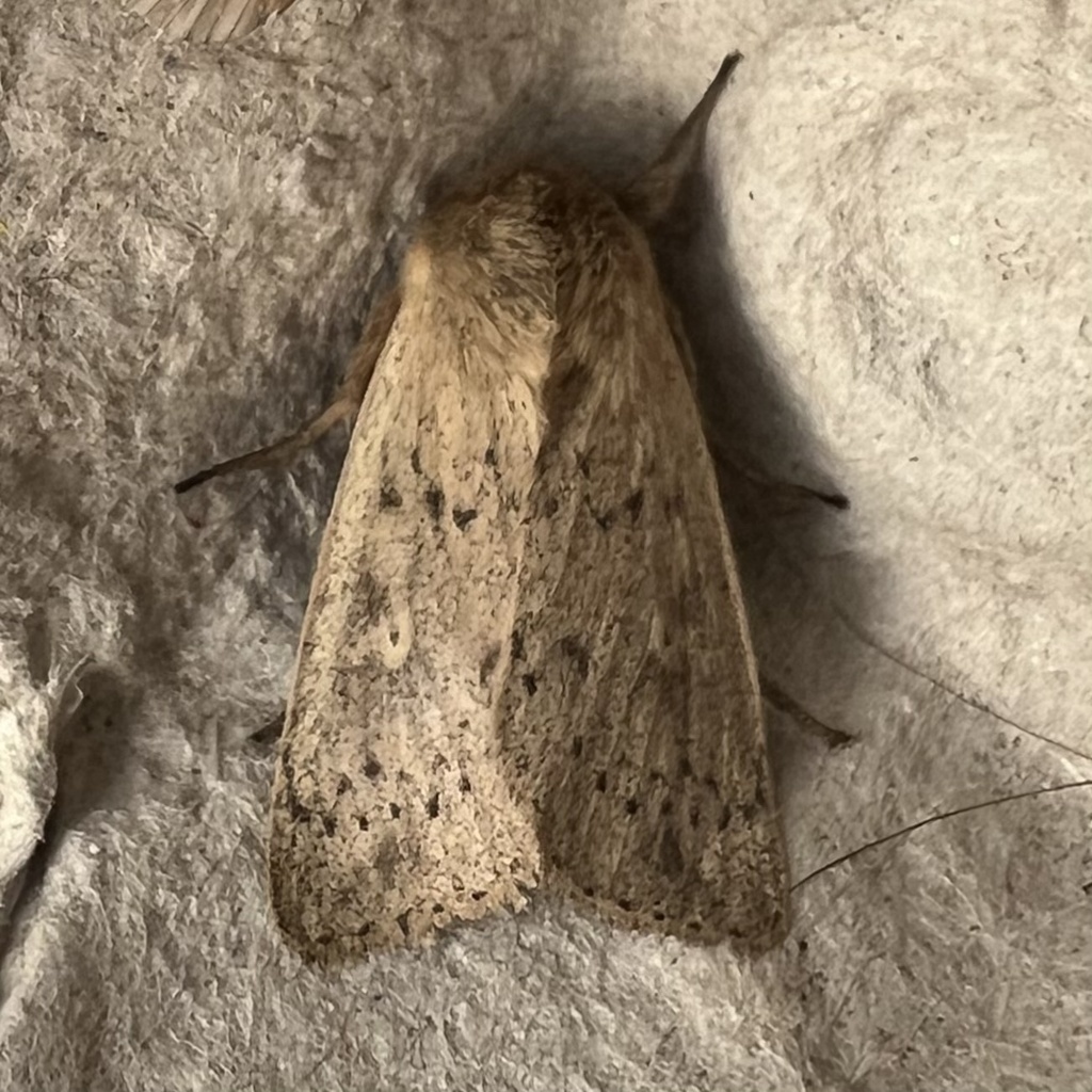 Unarmed Wainscot Moth