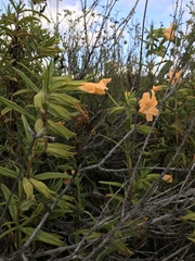 Diplacus longiflorus