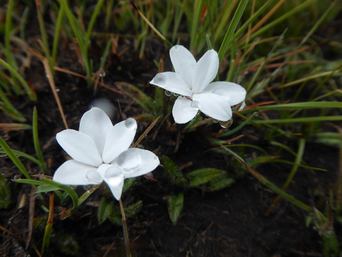 Image of Rhodohypoxis baurii by (c) Hlengiwe Mtshali, some rights reserved (CC BY-SA)