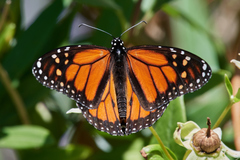 Danaus plexippus