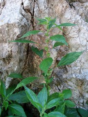 Parietaria officinalis